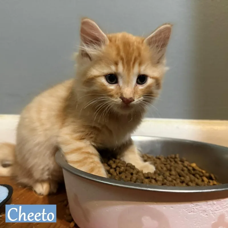 A baby medium-sized male Domestic Short Hair cat named Cheeto for adoption in Hoover , AL