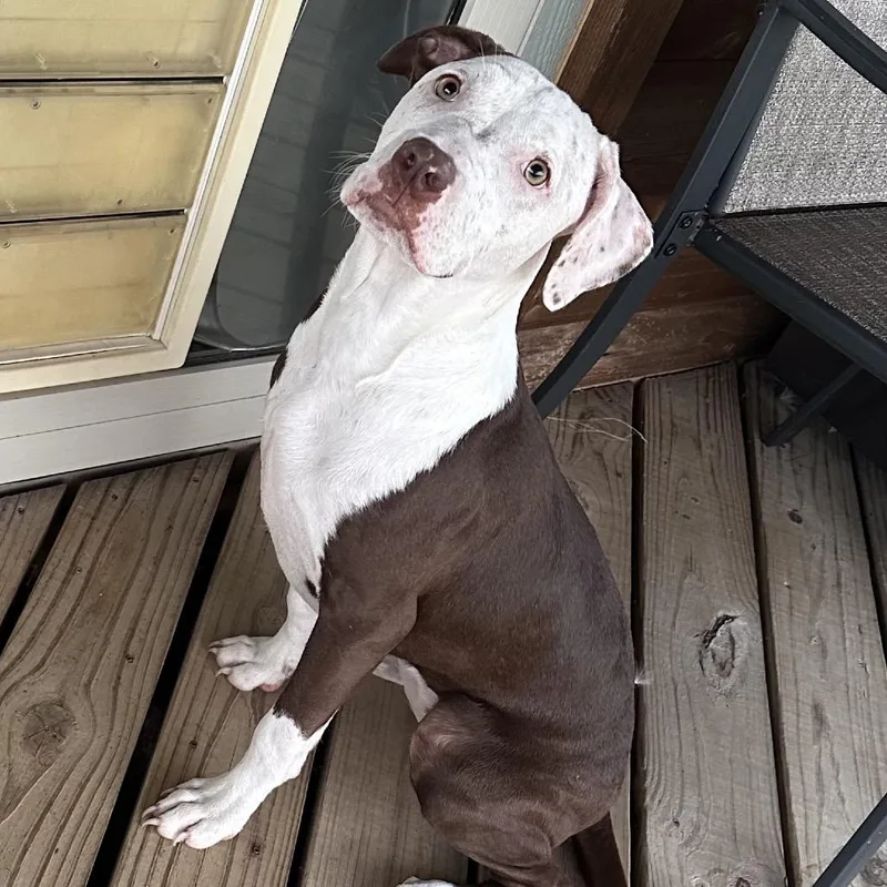 An adult medium-sized female White / Cream Pit Bull Terrier dog named Rosie for adoption in Dallas, TX