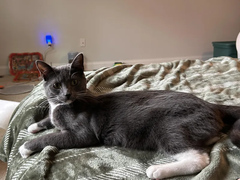 Biscotti thumbnail 3