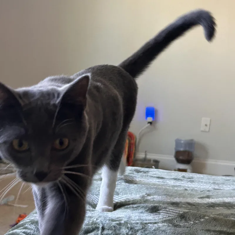 Biscotti thumbnail 4