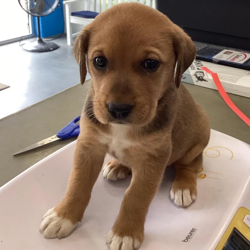 A baby small-sized female Shepherd dog named Ocean for adoption in Montgomery, AL