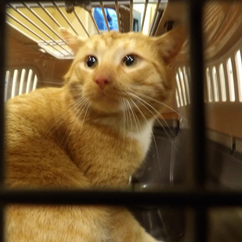 An adult small-sized male Orange / Red Domestic Short Hair cat named Chester for adoption in New York, NY