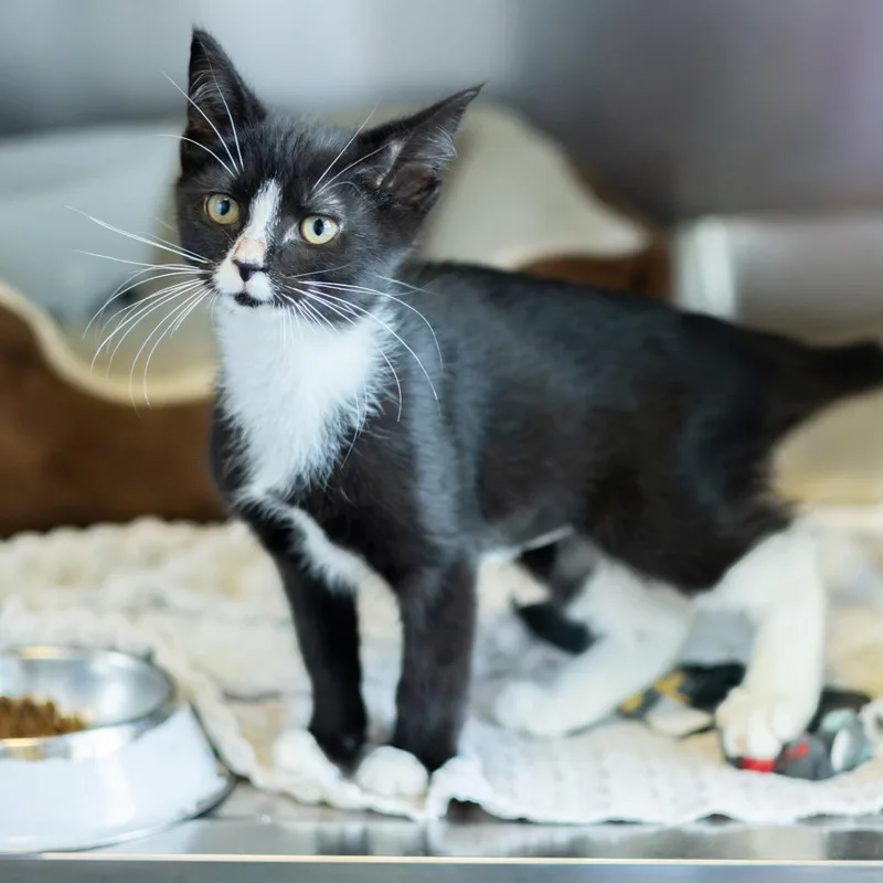 A baby small-sized male Black Domestic Short Hair cat named Tuxie for adoption in Newark, DE