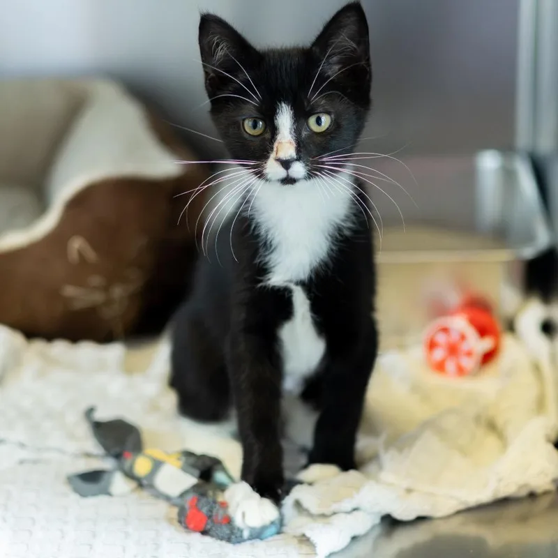 Tuxie thumbnail 2