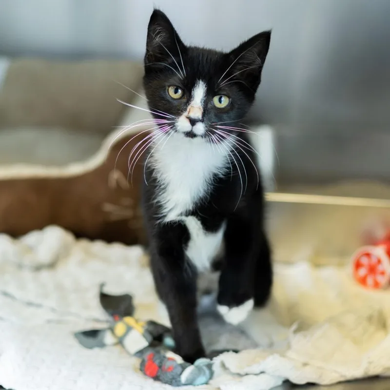 Tuxie thumbnail 3