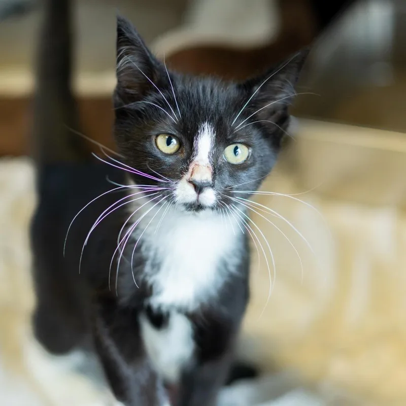 Tuxie thumbnail 6