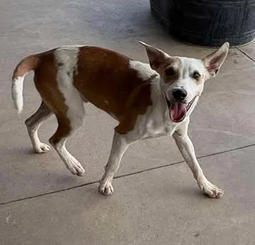An adult medium-sized male Terrier dog named Red bull for adoption in Lampasas, TX