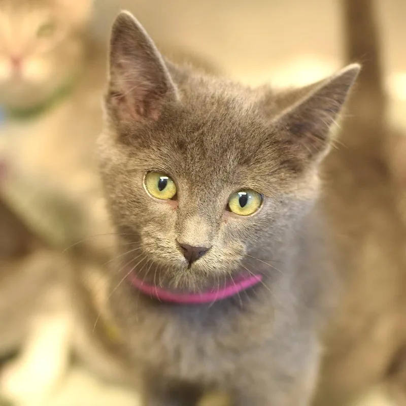 A baby small-sized female Gray / Blue / Silver Domestic Short Hair cat named Cookie for adoption in Belleville, IL