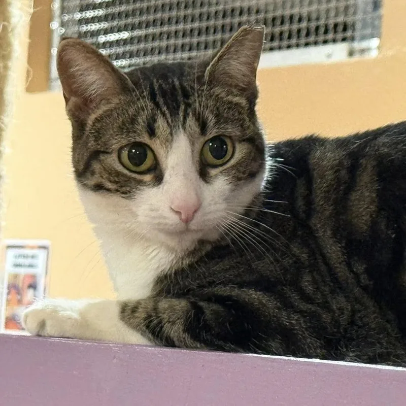 An adult small-sized female Brown / Chocolate Domestic Short Hair cat named Landau for adoption in Tucson, AZ