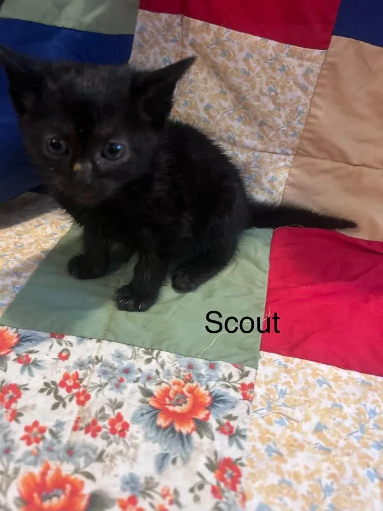 A baby medium-sized female Domestic Short Hair cat named Scout for adoption in Johnson City, TN