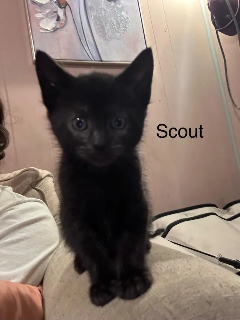 Scout thumbnail 2