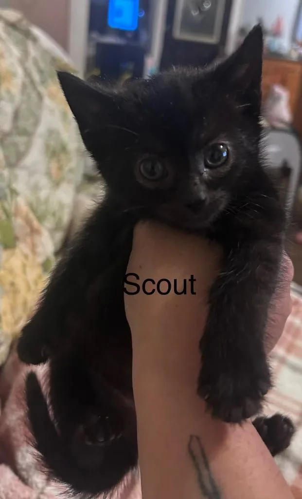 Scout thumbnail 3