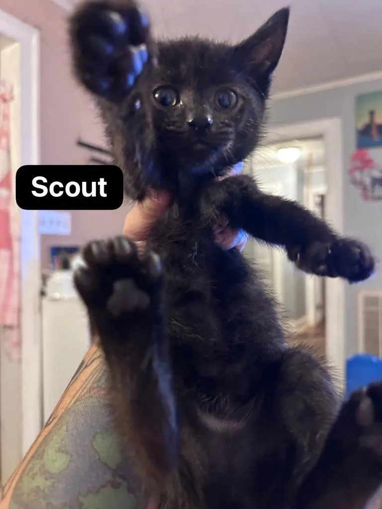 Scout thumbnail 5