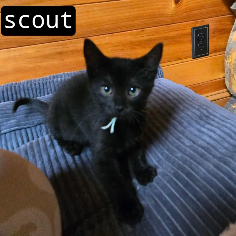 Scout thumbnail 6