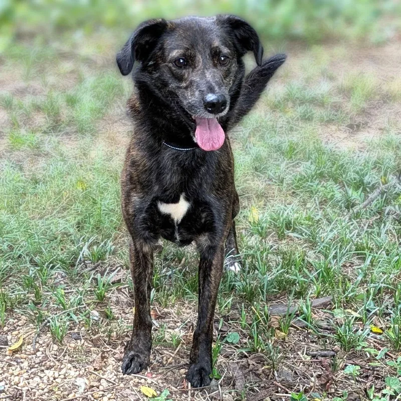 An adult medium-sized male Brindle German Shepherd Dog dog named Caylin for adoption in Charlottesville, VA