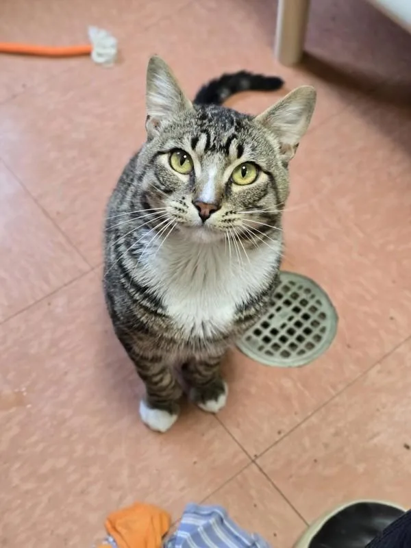 A young small-sized male Domestic Short Hair cat named Rocket for adoption in Vancouver, WA