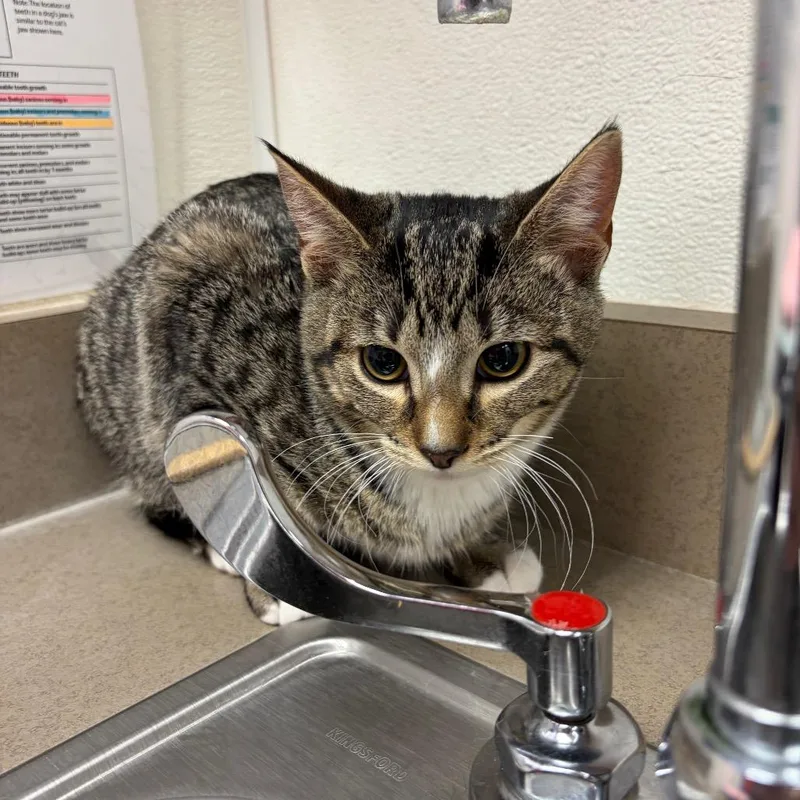 A baby medium-sized female Gray / Blue / Silver Domestic Short Hair cat named Marie for adoption in Albuquerque, NM