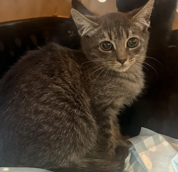 A baby small-sized female Domestic Short Hair cat named Osha for adoption in Ridgewood, NY