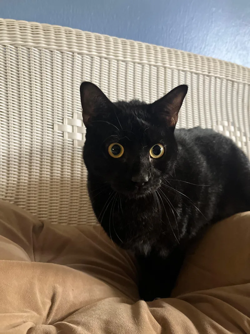 A young medium-sized male Black Bombay cat named Bruno for adoption in Spring Branch, TX