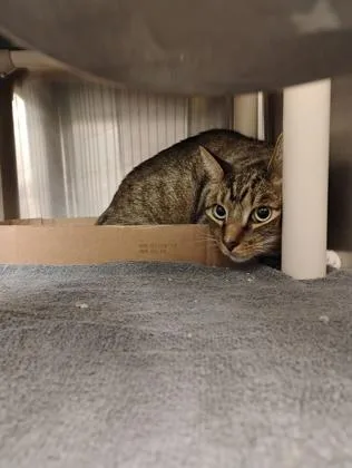 An adult medium-sized male Domestic Short Hair cat named Cutie for adoption in Fallston, MD