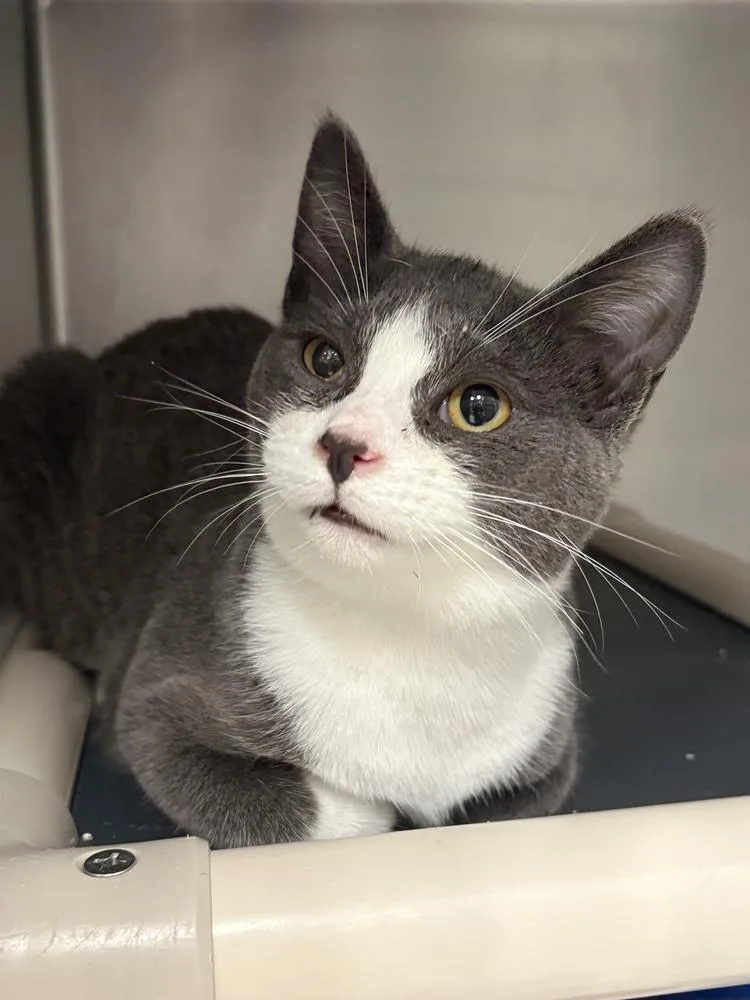 A baby medium-sized male Gray & White Domestic Short Hair cat named Papa for adoption in Bowling Green, OH