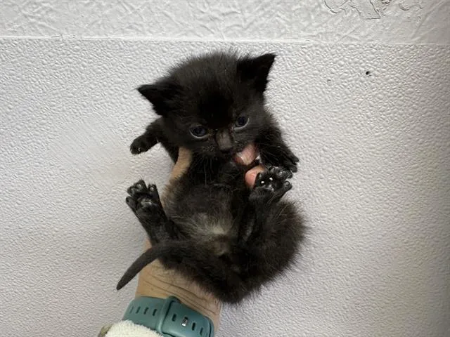 A baby small-sized female Domestic Short Hair cat named Sasha for adoption in Fairfield, CA
