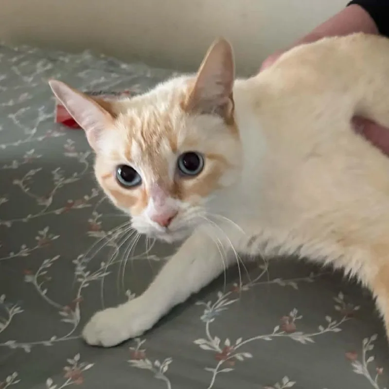 An adult medium-sized female White Siamese cat named Colby for adoption in Pontiac, IL