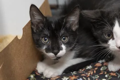 A young small-sized male Domestic Short Hair cat named B Wallace for adoption in North Charleston, SC