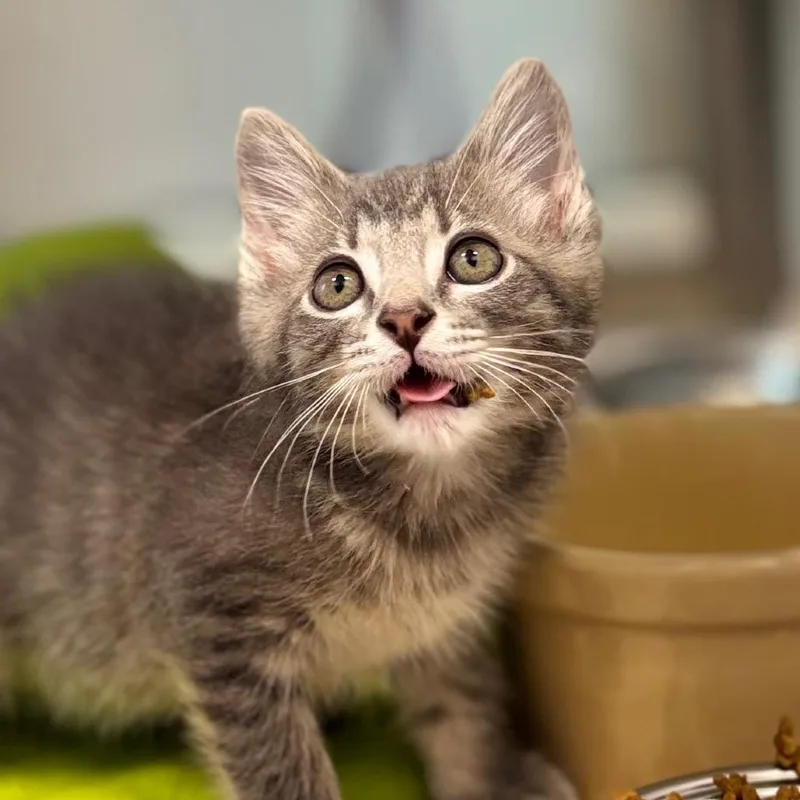 A baby small-sized male Gray / Blue / Silver Domestic Short Hair cat named Jackson for adoption in Nashville, IN