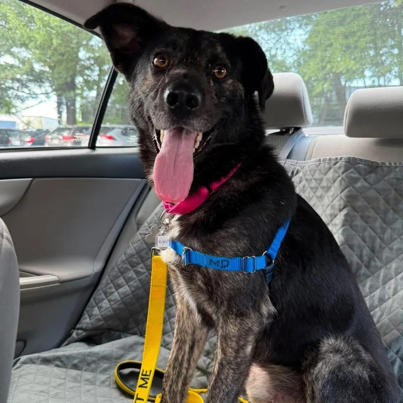 An adult medium-sized male Brindle Hound dog named Rugrat for adoption in Falls Church, VA