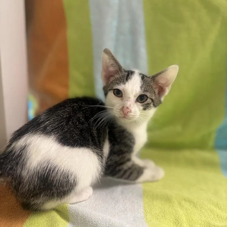 A baby small-sized male Gray / Blue / Silver Domestic Short Hair cat named Jarred for adoption in Freeport, FL