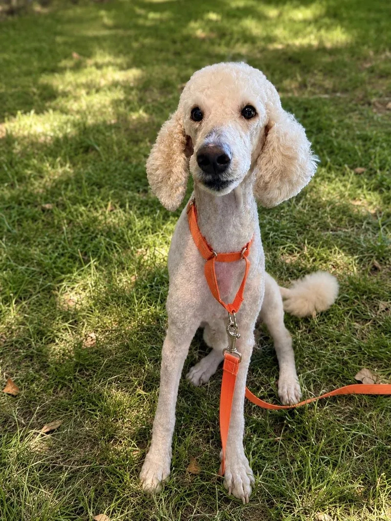 An adult medium-sized female Standard Poodle dog named Demi for adoption in University Place, WA