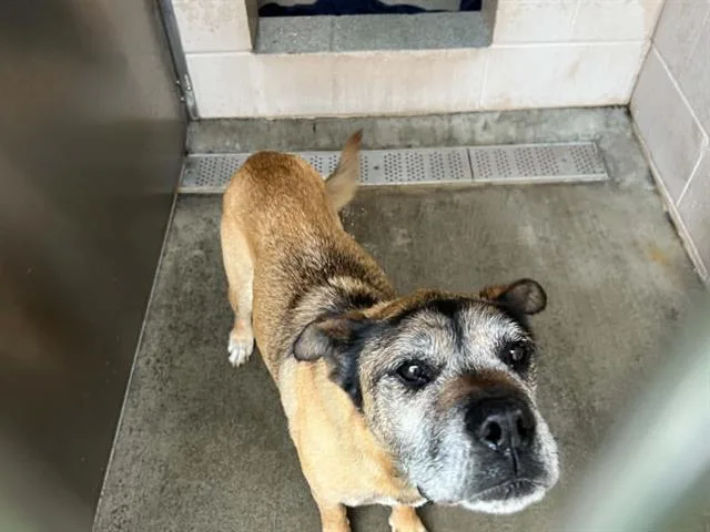 An adult medium-sized female Boxer dog named Funshine Bear for adoption in Tustin, CA