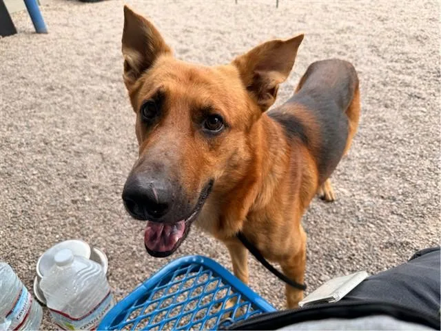 An adult large-sized male German Shepherd Dog dog named Oscar for adoption in Mesa, AZ