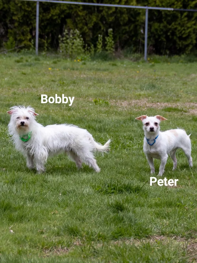 An adult small-sized male Maltese dog named Bobby Brady Bunch for adoption in Terryville, CT