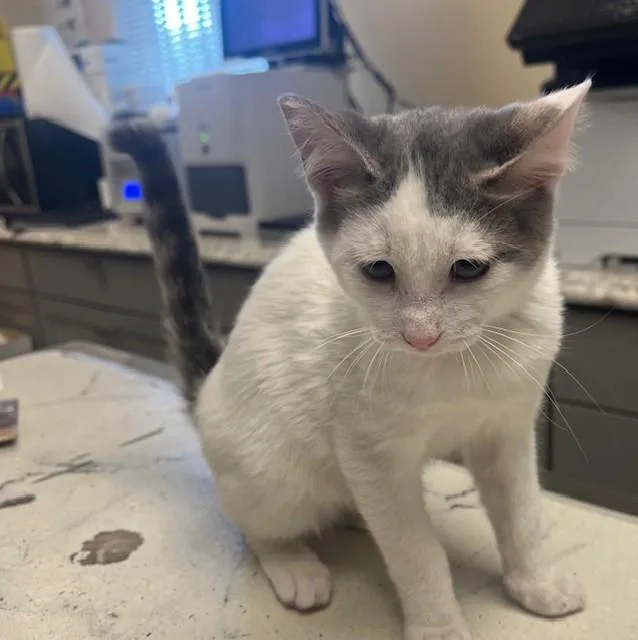 A baby small-sized male Domestic Short Hair cat named Fry for adoption in Lodi, CA