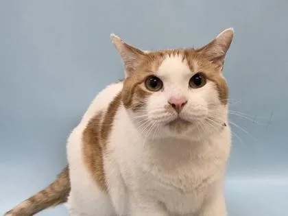 An adult small-sized male Domestic Short Hair cat named Teriyaki for adoption in Woodbury, MN