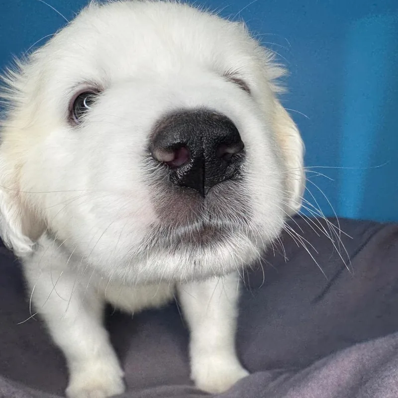 A baby small-sized male White / Cream Labrador Retriever dog named Bode for adoption in San Antonio, TX
