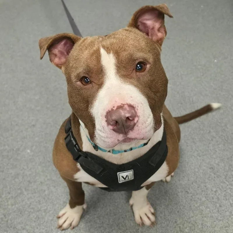 An adult large-sized male Brown / Chocolate American Staffordshire Terrier dog named Tugga for adoption in Martinsville, VA