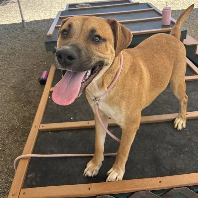 A young medium-sized male Bloodhound dog named Bruce for adoption in Lincolnton, NC