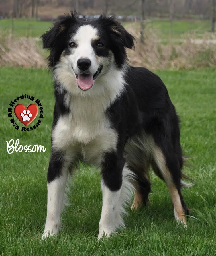 A baby medium-sized female Bicolor Australian Shepherd dog named Blossom for adoption in Joliet, IL