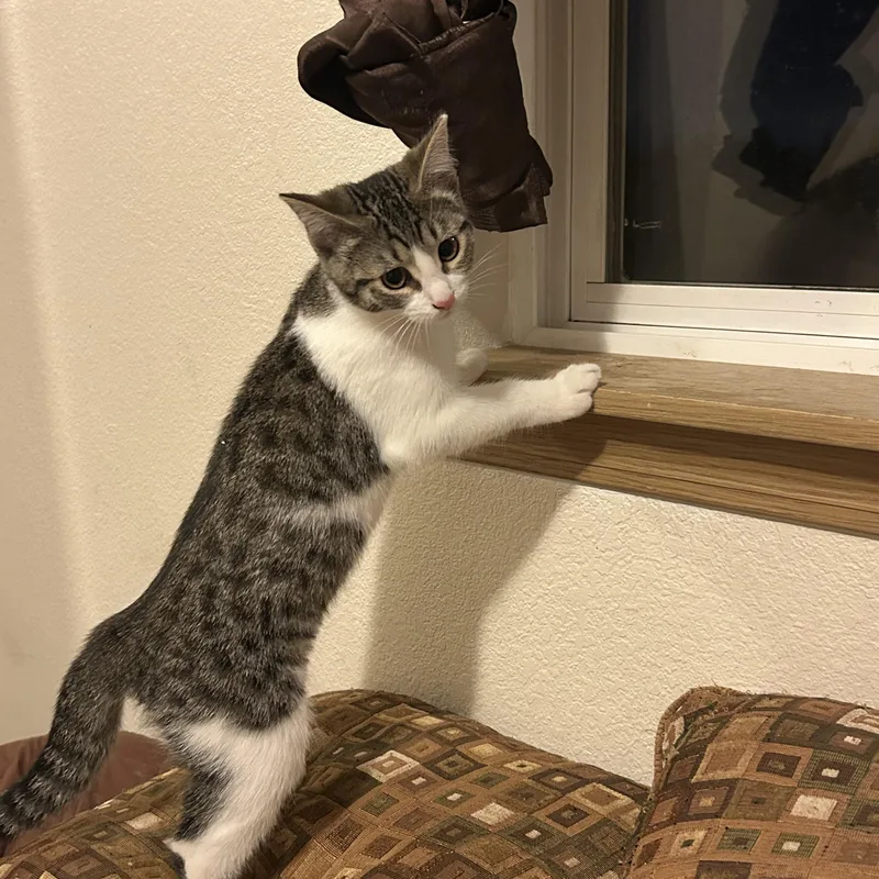 A baby medium-sized female Tabby (Brown / Chocolate) Domestic Short Hair cat named Quinn for adoption in Rochester, WA