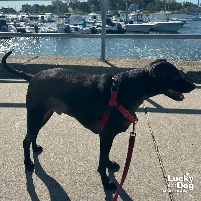 A young medium-sized male Labrador Retriever dog named Icabod for adoption in Washington, DC