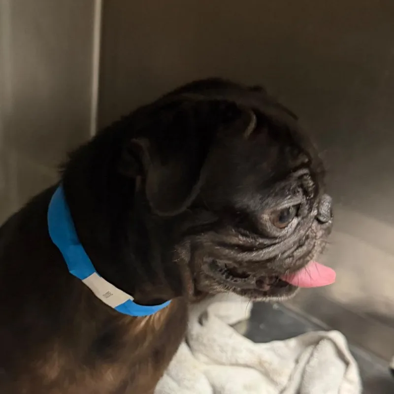 An adult small-sized male Pug dog named Larva for adoption in Yuma, AZ