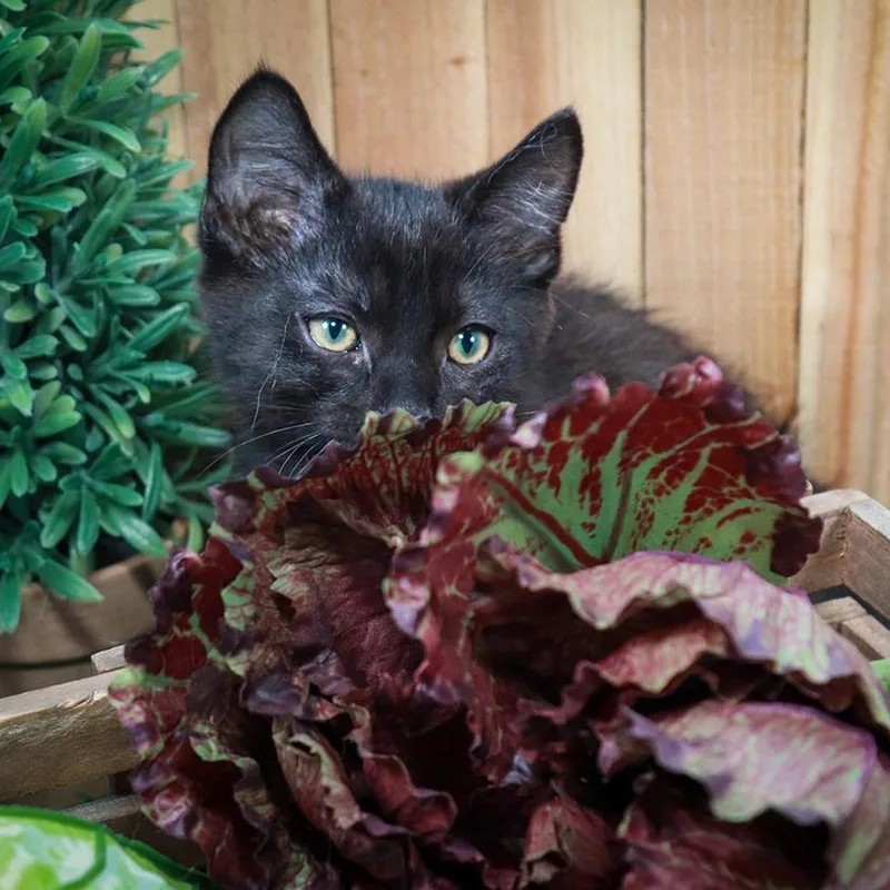A baby medium-sized male Black Bombay cat named Prospero and Annabel Lee for adoption in Parker, TX