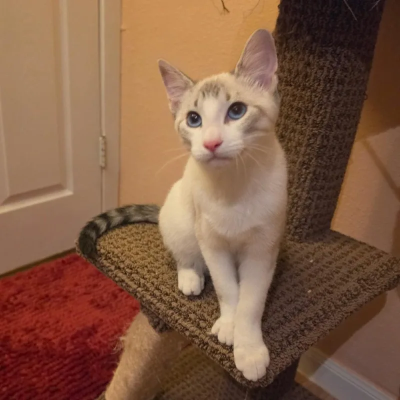 A baby medium-sized female Domestic Short Hair cat named Sugar Berry for adoption in Houston, TX