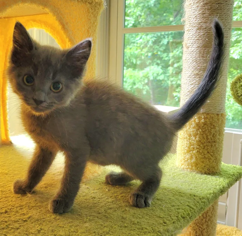 A baby medium-sized male Blue Cream Russian Blue cat named Rigatoni for adoption in Knoxville, TN