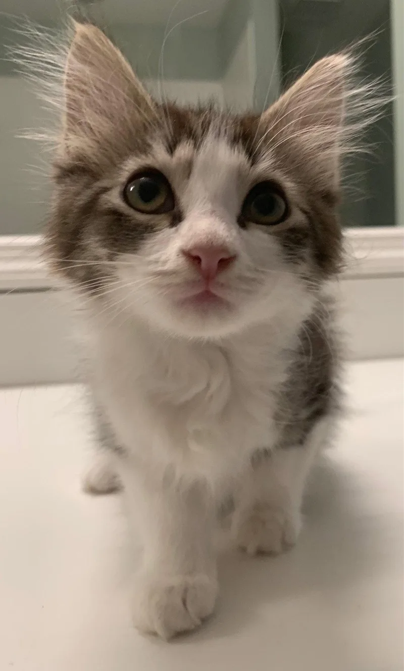 A baby medium-sized female Domestic Medium Hair cat named Fern for adoption in Wesley Chapel, FL