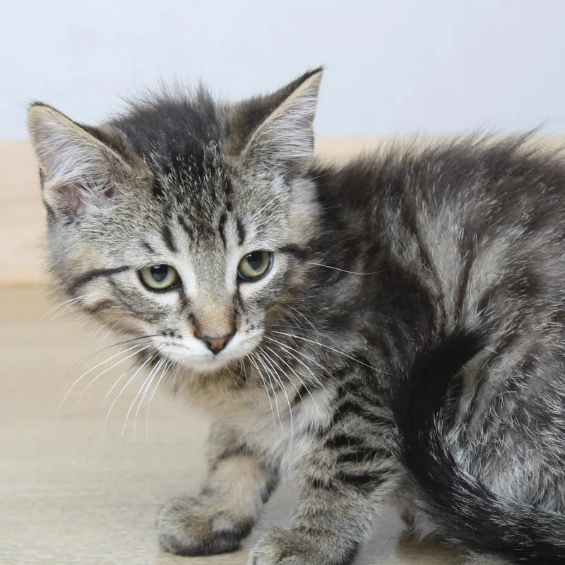 A baby small-sized male Gray / Blue / Silver Domestic Short Hair cat named Patrick C for adoption in Minnetonka, MN