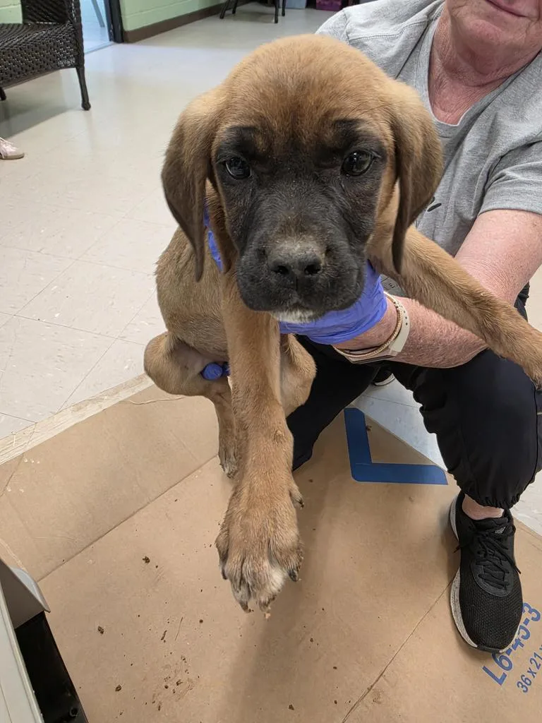 A baby small-sized male Black Mouth Cur dog named Rafiki for adoption in Burnsville, NC